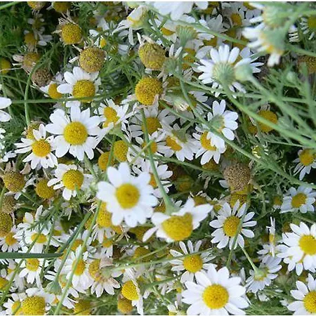 Farmház Agriturismo Ca Del Buco