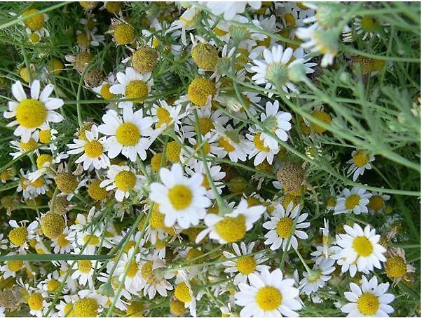 Lantgård Agriturismo Ca Del Buco